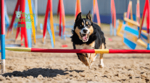 Spennende agility trening med hunden