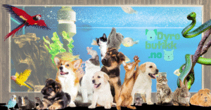 40% av befolkningen har kjæledyr