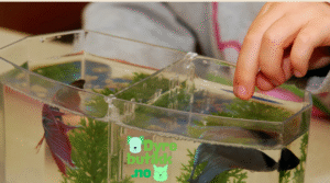 Fiskemat til akvariefisk – komplett guide fra Dyrebutikk.no