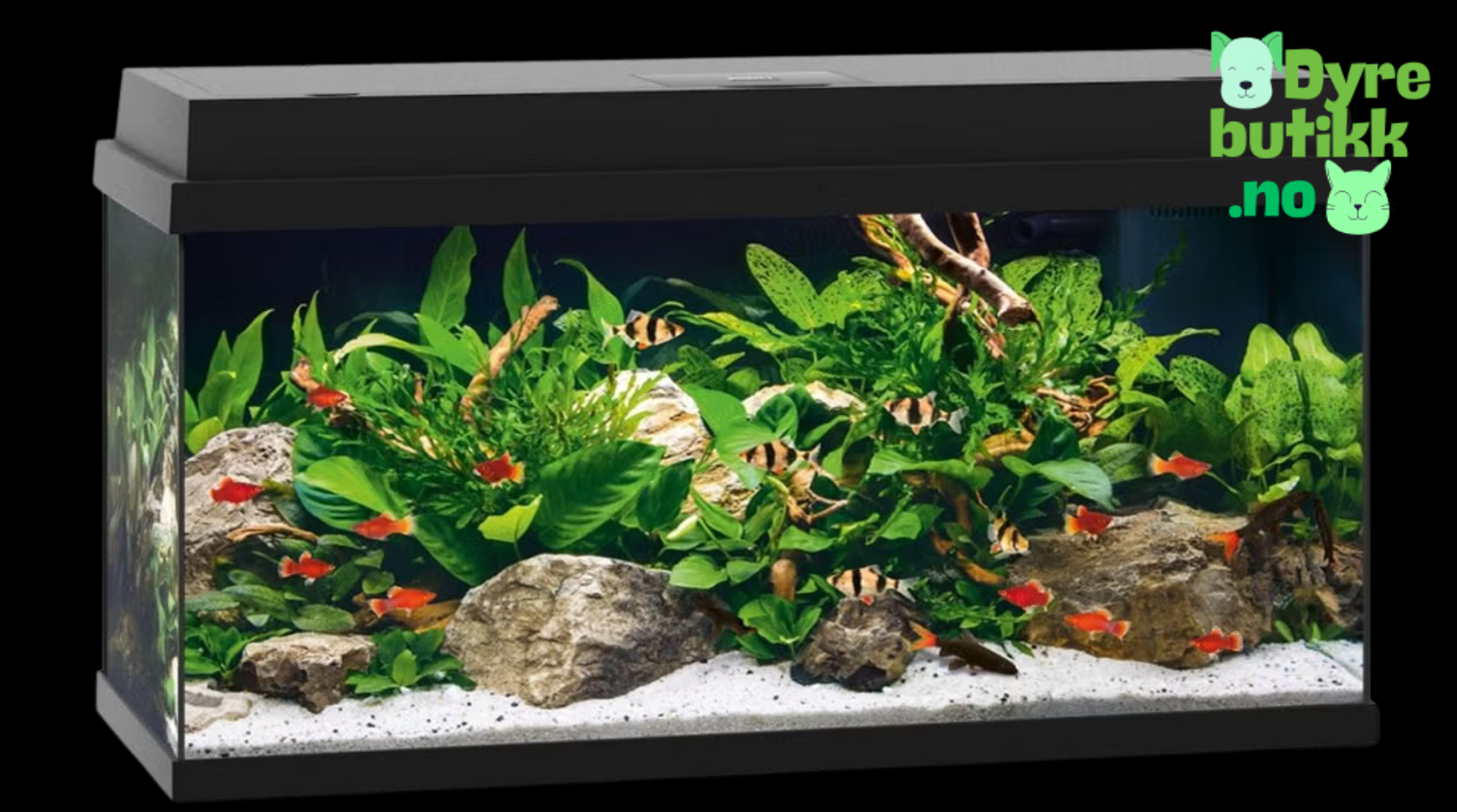 Mitt Første Akvarium - Unngå Disse 7 Vanlige Nybegynner-Feilene