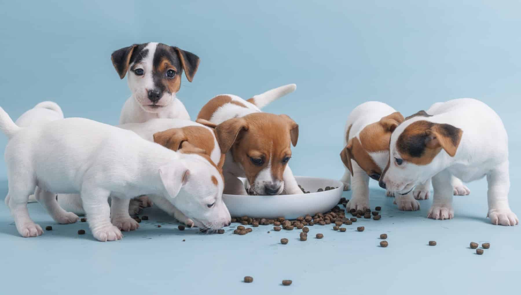 Valper trenger ekstra skånsomt og næringsrikt fôr – Kronch Puppy og Gamedog Valp gir rolig mage fra starten