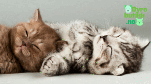 Beste mat til kattunger