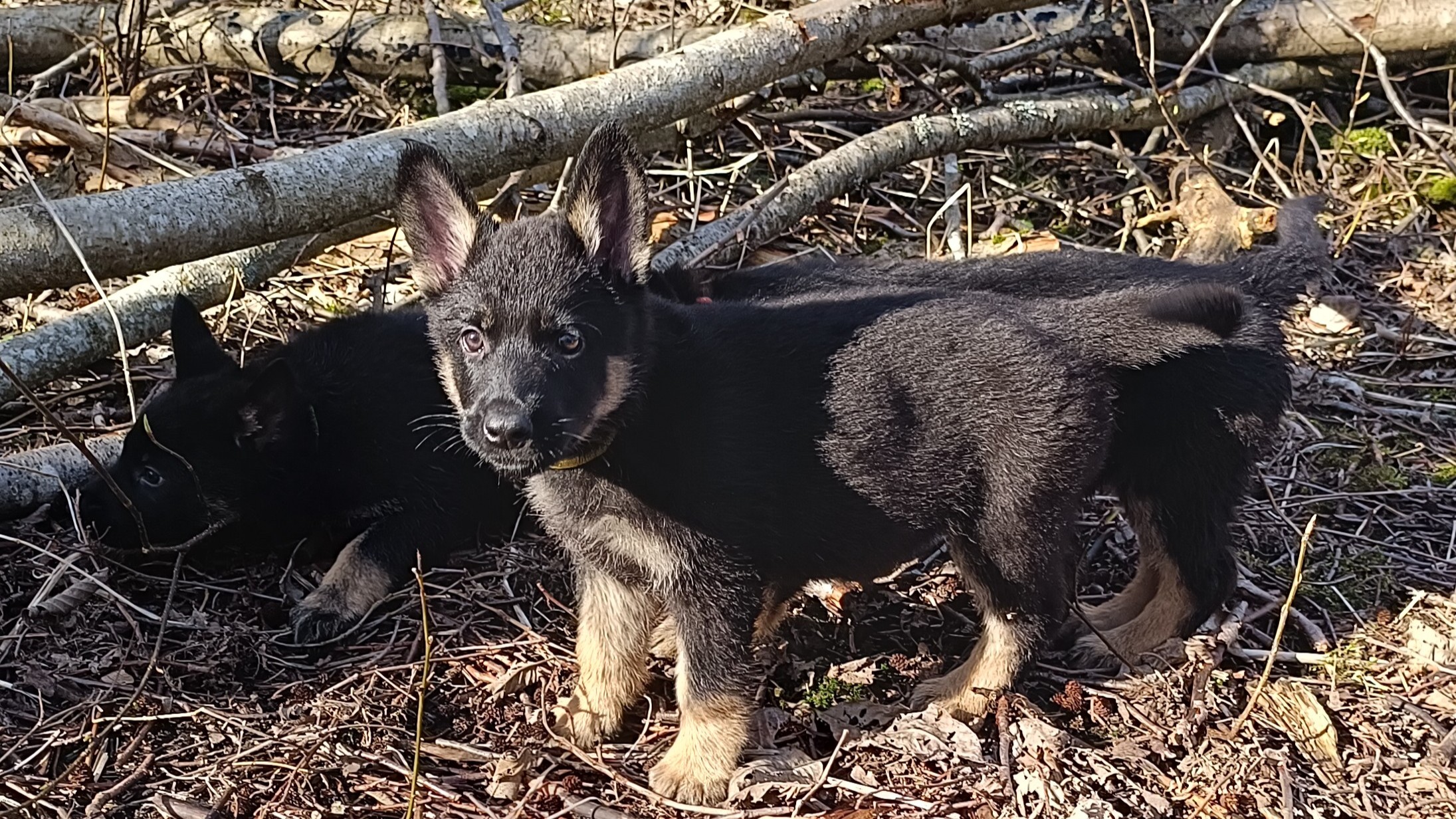 Gode familiehunder trenger sosialisering