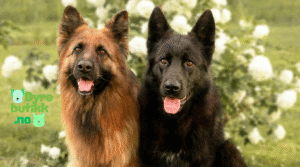 Schæfer – Rasetips for deg som vurderer schæferhund