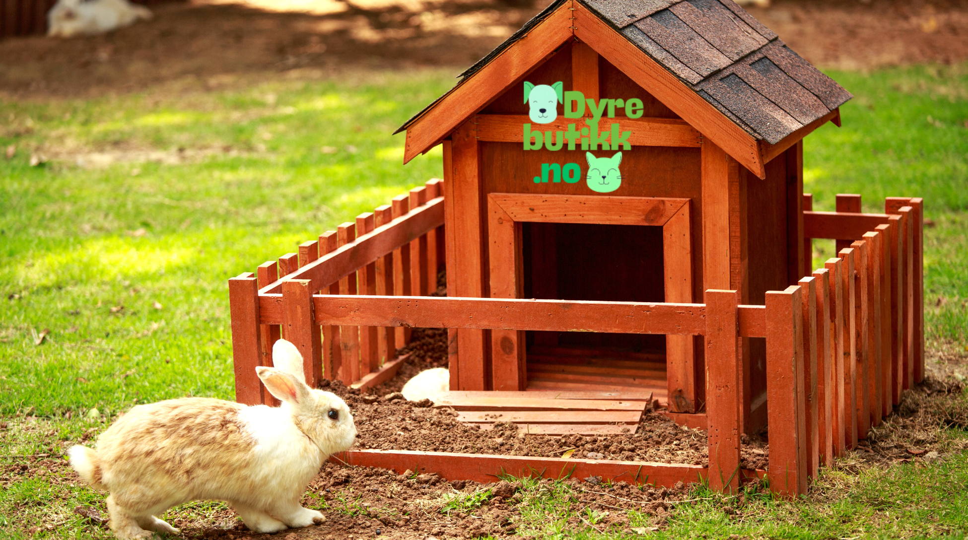 Slik velger du riktig kaninbur utendørs hos new.dyrebutikk.no