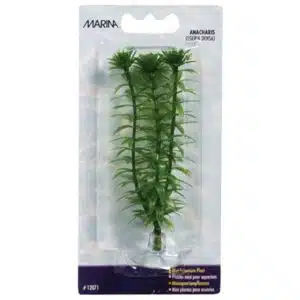 Plastplante anacharismini 10cm med sugekopp