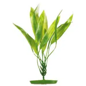 Plastplante Amazon Sverdplante