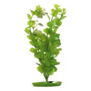 Plastplante Moneywort