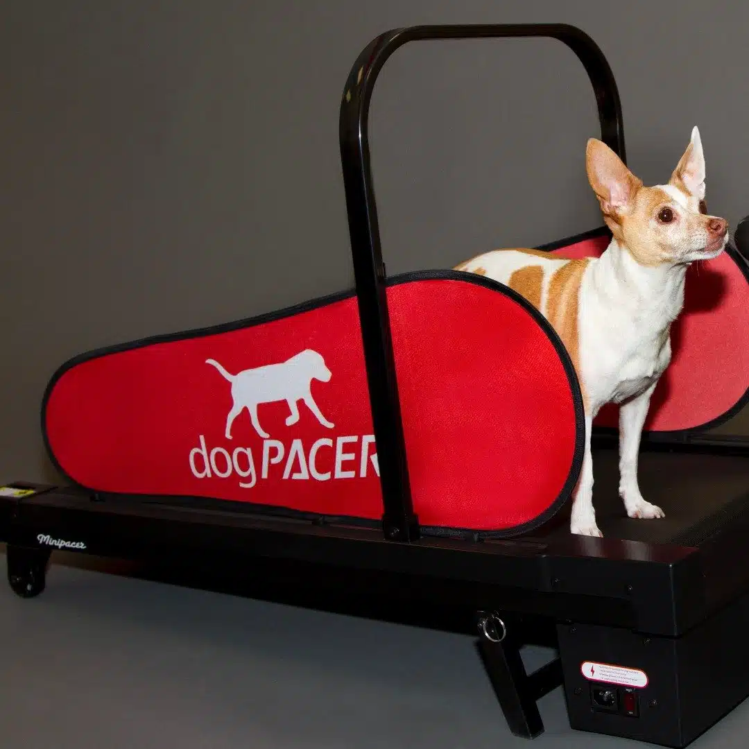 DogPACER MINI tredemølle