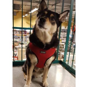 Richo Soft Hundesele