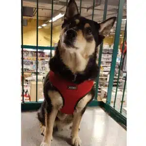 Richo Soft Hundesele