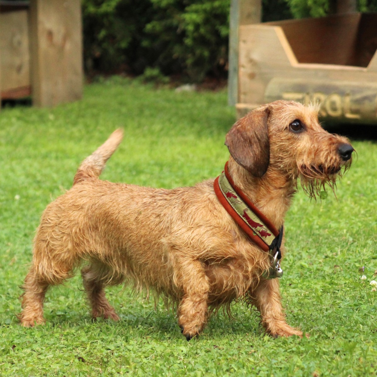 Myfamily Dachshund IDtag