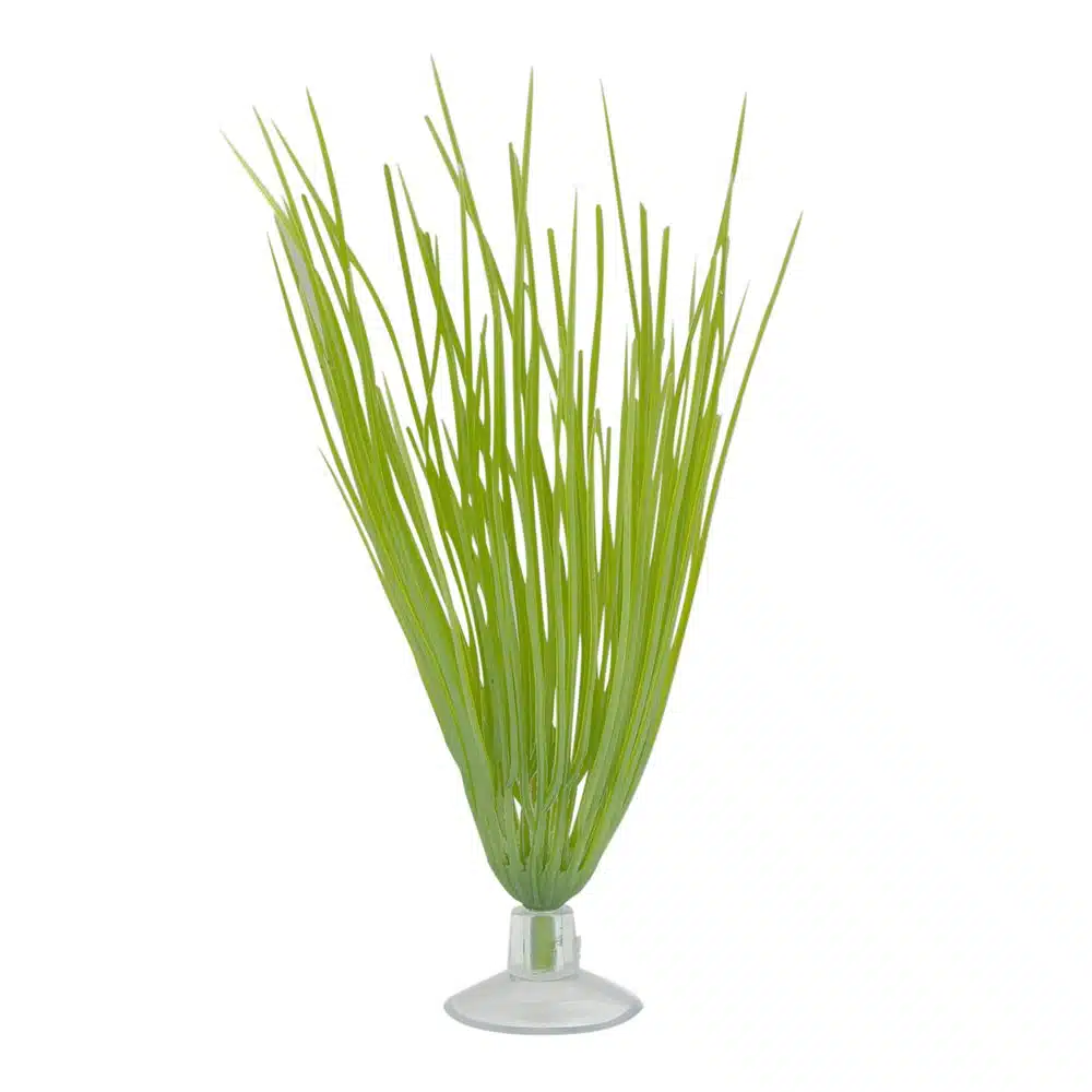 Plastplante hairgrass mini med sugekopp