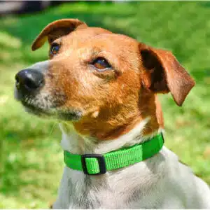 Rogz Classic Halsbånd (flere farger)