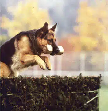 Apportbukk i tre fra 165-210 gr.