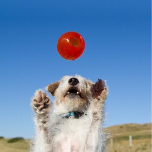 BIONIC Ball – Hundeleken som varer