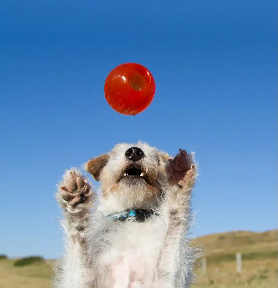 BIONIC Ball – Hundeleken som varer