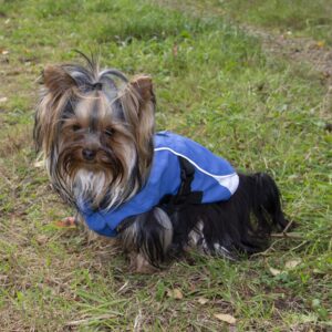 Companion Vind- og vanntett hundedekken