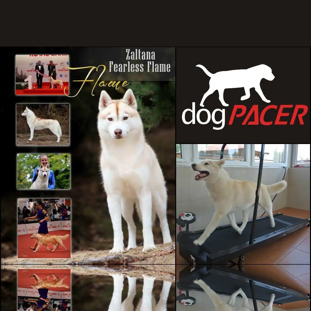 DogPACER MINI tredemølle