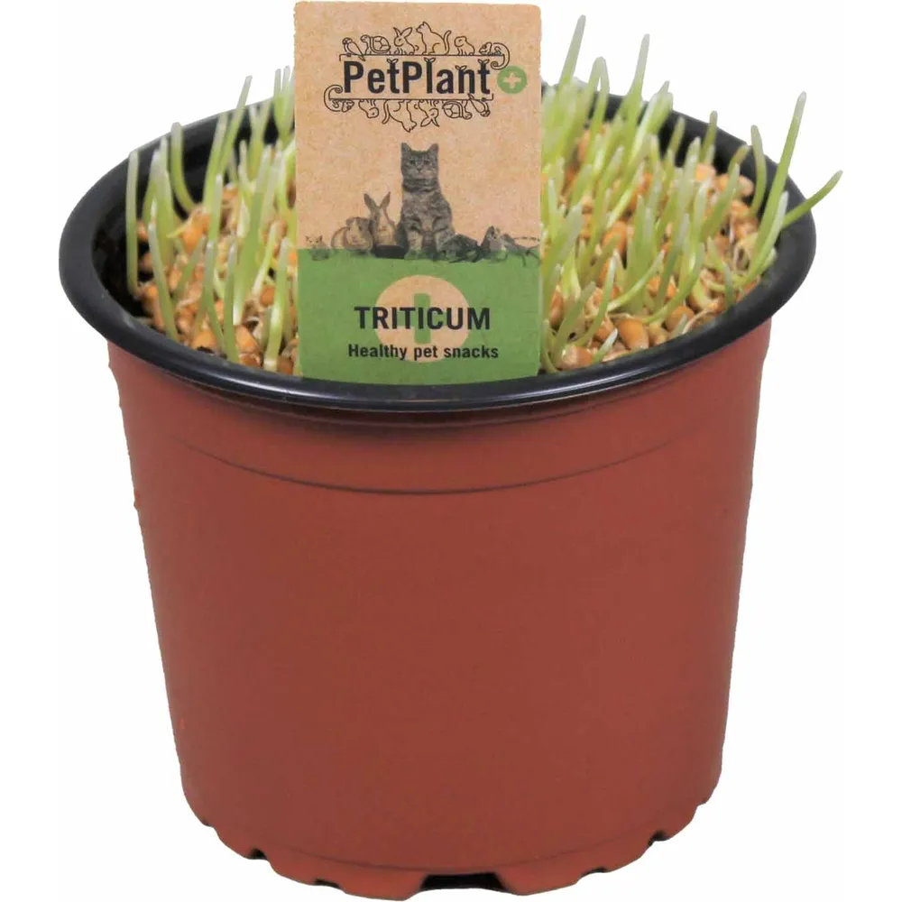 Kattegress (hvete) – økologisk – 12 cm potte – Triticum.