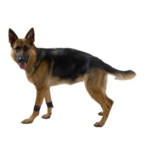 Kruuse Rehab Vektmansjetter Styrketrening Fysioterapi Hund