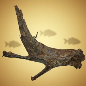 Mangroverot Medium 20-30cm