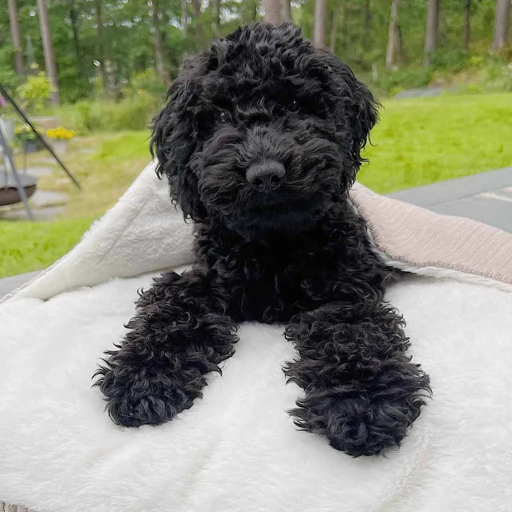 Ozami Hundepute Tea med fast teppe