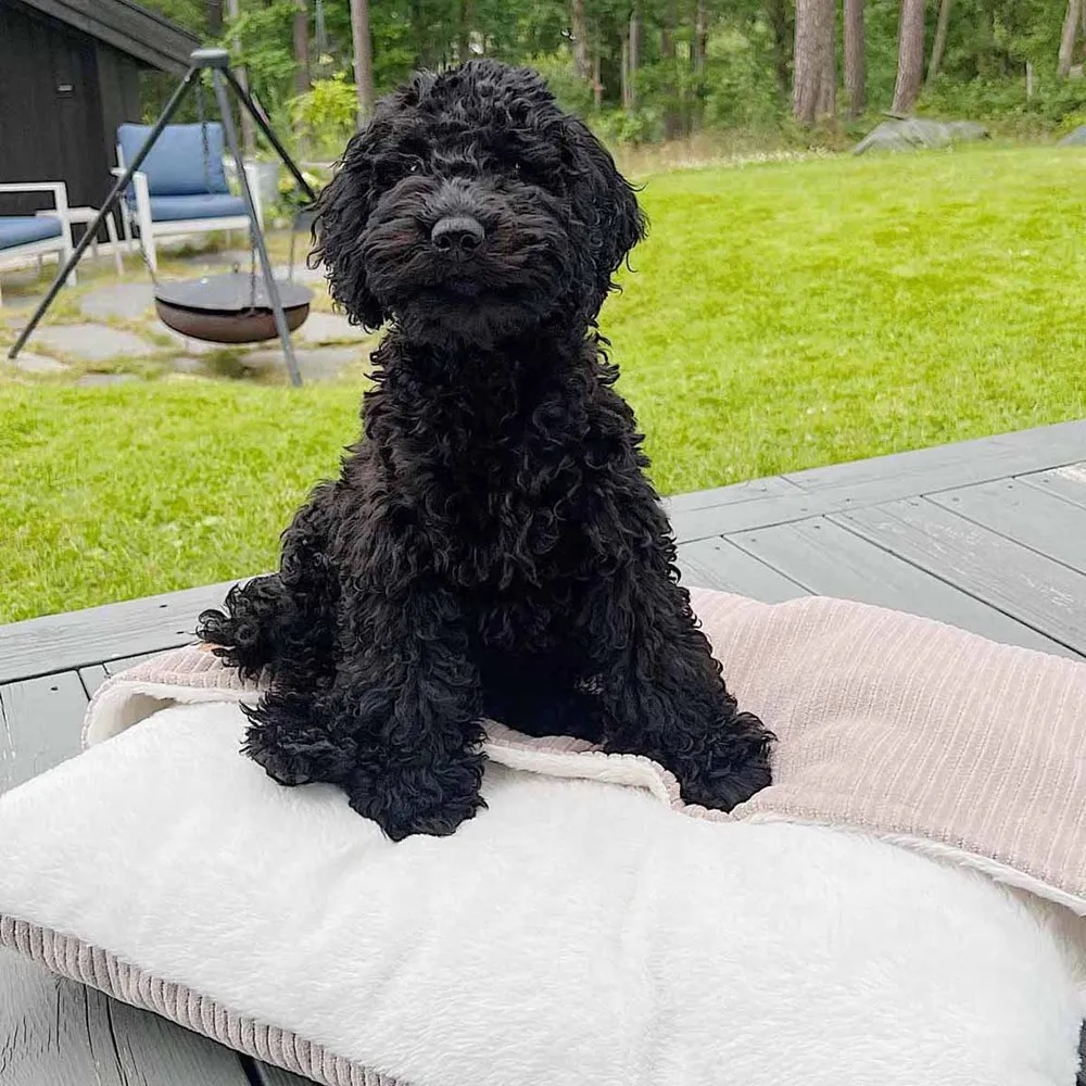 Ozami Hundepute Tea med fast teppe