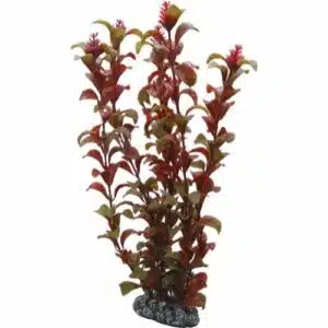 Plastplante Rotala