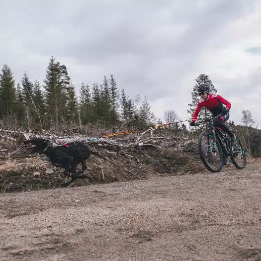 Non-Stop Protector Bootie Hundesokk Potesokk 4pk